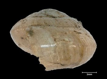Media type: image;   Malacology 11529 Aspect: lateral